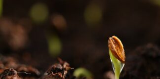 Jak długo kiełkują nasiona?