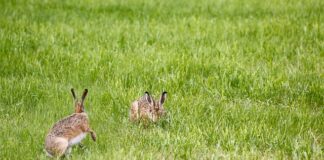 Czy lampę sufitowa można zamontować na ścianie?