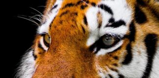 Z czego zrobić nos renifera?