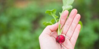 Czy dziecko może jeść rzodkiewki?