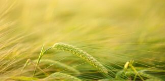 Czym najlepiej przyciąć drzwi?