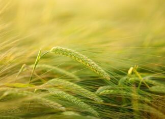 Czym najlepiej przyciąć drzwi?