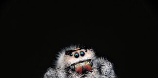 Jak dobrać gąbkę tapicerska?