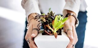 Jak się sadzi kiełki?