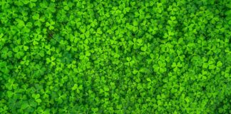 Czy kiełki koniczyny są zdrowe?