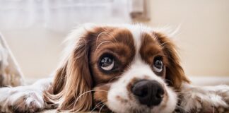 Jak nauczyć psa żeby nie ciągnął?