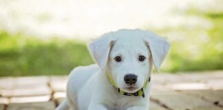 Jaką obroża jest najlepsza?