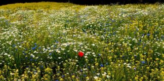 Co zrobić z odstającym paskiem?