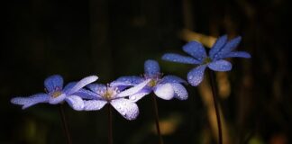 Jakie kiełki na wątrobę?