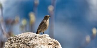 Jak wygląda pleśń na kiełkach?