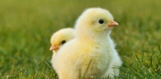 Jak zrobić kartki wielkanocne?