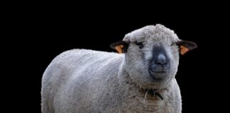 Jak najlepiej hodować kiełki?