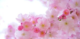 Czy z nasion na kiełki wyrośnie roślina?