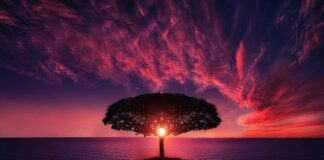 Jakie drzewo na plac zabaw?