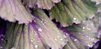 Czy do kapusty kiszonej dodaje się ocet?