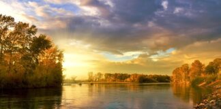 Po co liście porzeczki do ogórków?