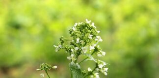 Czy chrzan jest konieczny do kiszenia ogórków?