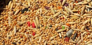 Czy można siać dwuletnie zboże?