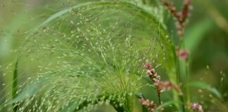 Skąd pochodzi nazwa pisuar?