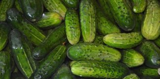 Czy do ogórków kiszonych na zimę dodaje się gorczycę?