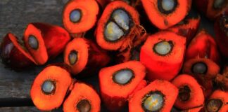 Gdzie kupić biodiesla?