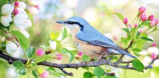 W czym upiec mały biszkopt?