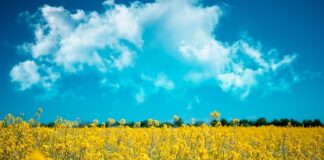 Ile kosztuje 1 litr biopaliwa do kominka?