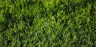 Jak skutecznie pozbyć się chwastów z trawnika